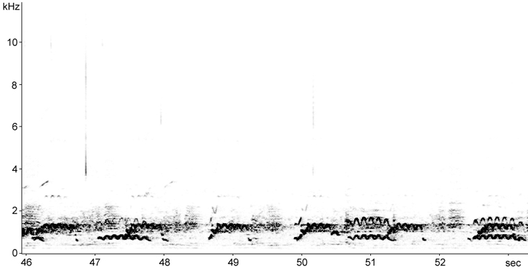 Sonogram of Common Loon calls
