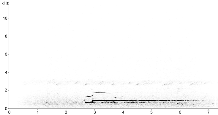 Sonogram of Common Loon calls