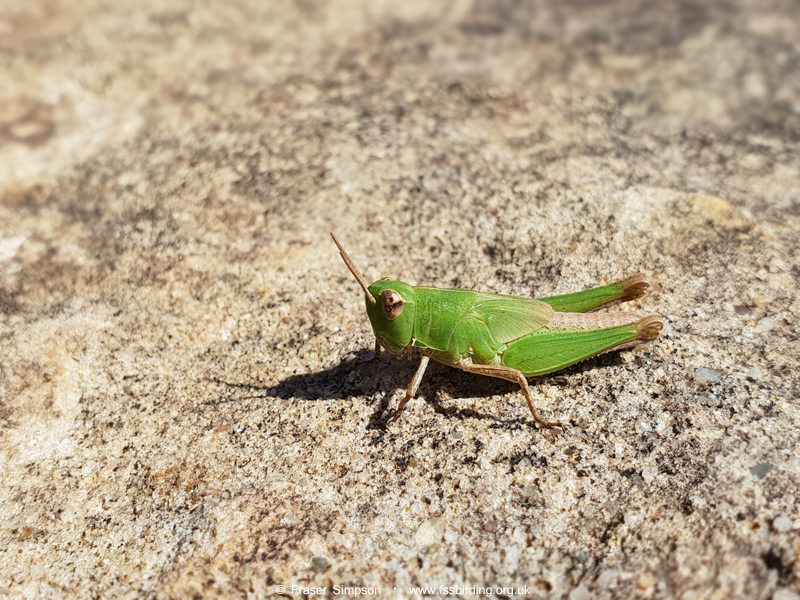 Common Maquis Grasshopper (Pezotettix giornae)  Fraser Simpson