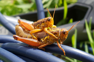 Common Mountain Grasshopper (Podisma pedestris)  Fraser Simpson