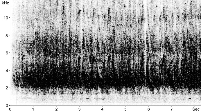 Sonogram of Common Myna calls