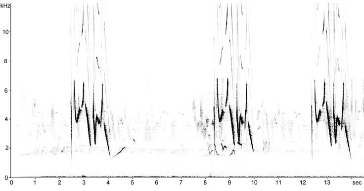 Sonogram of Common Rosefinch song