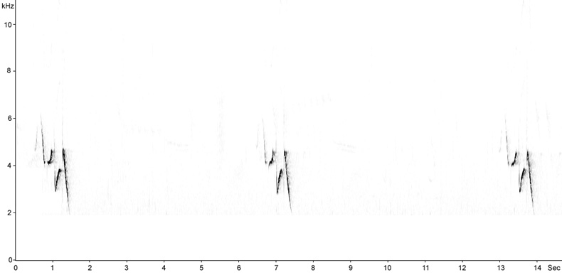 Sonogram of Common Rosefinch, Carpodacus erythrinus  2009 Fraser Simpson