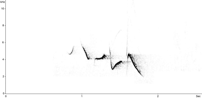 Sonogram of Common Rosefinch song