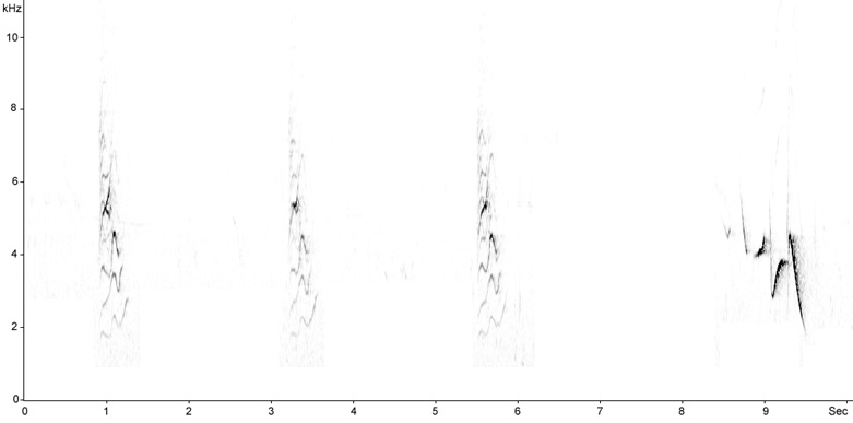 Sonogram of Common Rosefinch, Carpodacus erythrinus  2009 Fraser Simpson