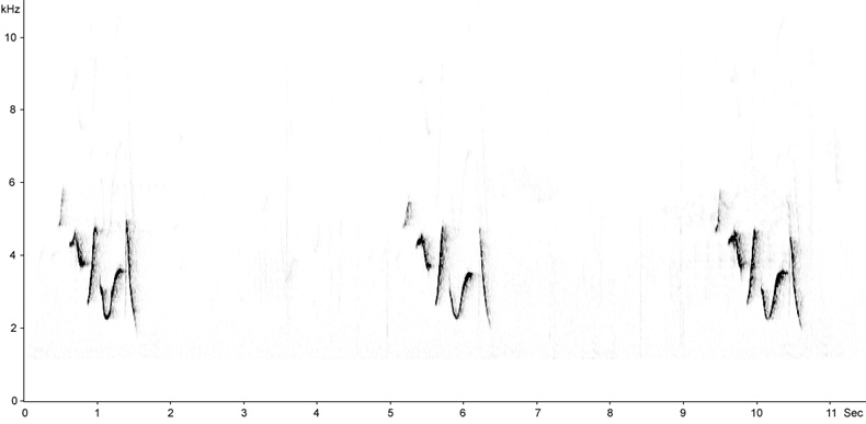 Sonogram of Common Rosefinch song