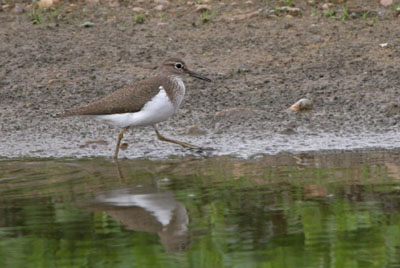 Common Sandpiper  2005  F. S. Simpson