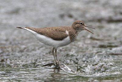 Common Sandpiper � 2005  F. S. Simpson