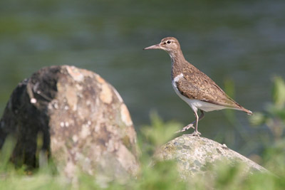 Common Sandpiper � 2005  F. S. Simpson