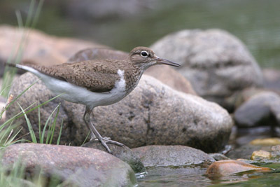 Common Sandpiper � 2005  F. S. Simpson