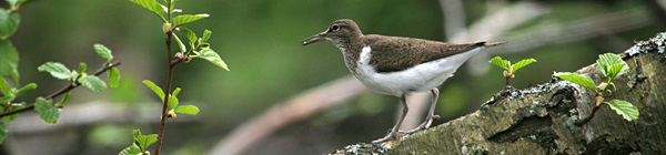 Common Sandpiper 2005 Fraser Simpson