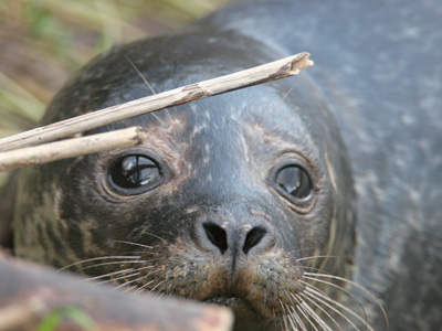 Common Seal  2006 Fraser Simpson