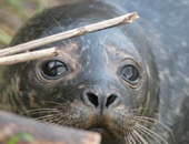 Common Seal