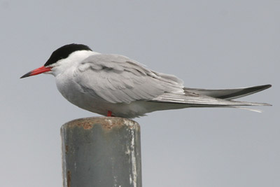 Common Tern  2005  F. S. Simpson