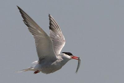 Common Tern, Porto Lagos � 2005  F. S. Simpson