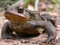 Common Toad