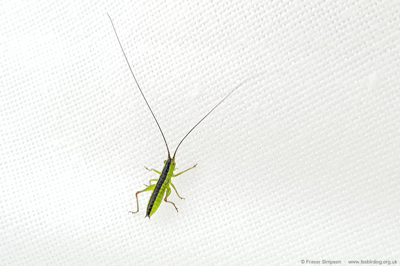 Conehead sp. (Conocephalus sp.) © Fraser Simpson