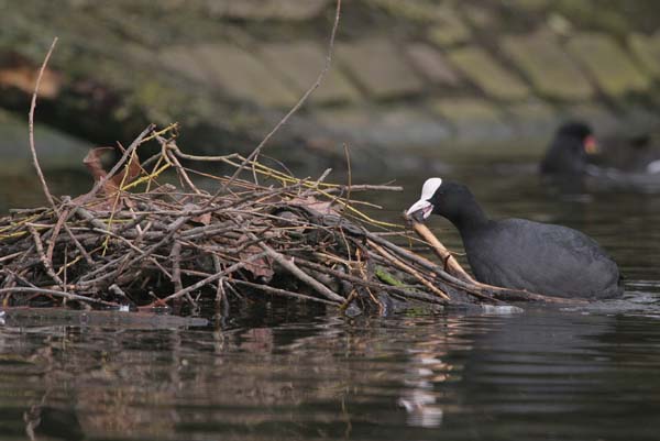 More Coots on the way soon...  2005  F. S. Simpson