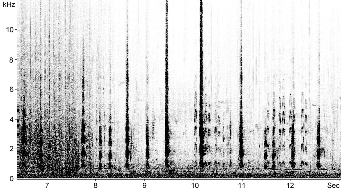 Sonogram of Coot calls