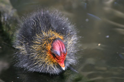 Coot chick  2005  F. S. Simpson