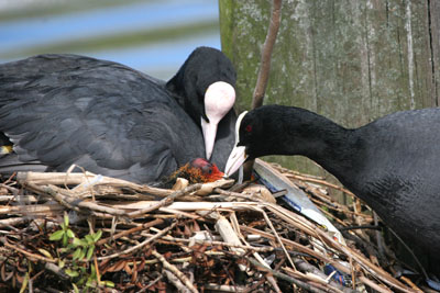 Coot nest  2005  F. S. Simpson