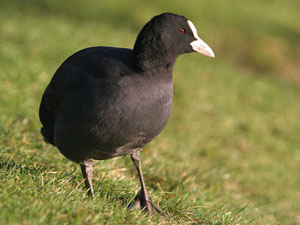 Coot (Fulica atra)