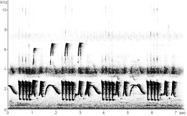 Sonogram of Coraya Wren duet