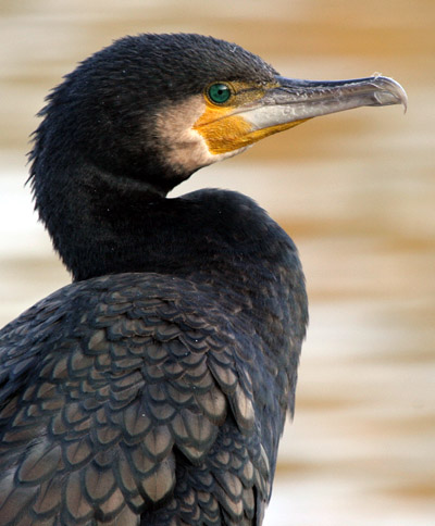 Cormorant 2005 Fraser Simpson