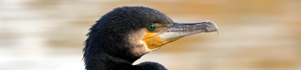 Cormorant, The Long Water, Hyde Park, London ©2005 Fraser Simpson