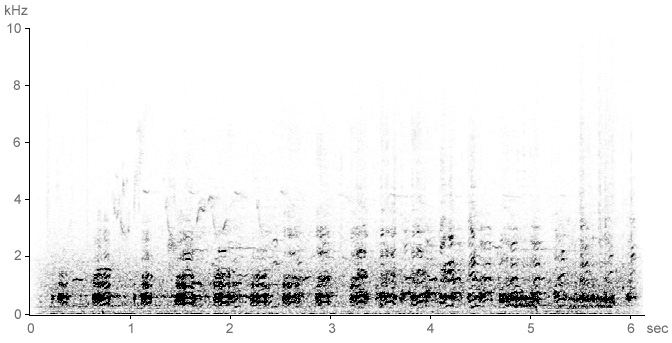 Sonogram of Cormorant breeding calls
