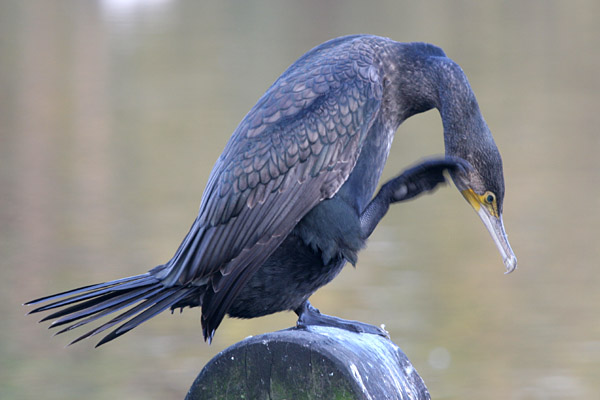 Cormorant 2005 Fraser Simpson