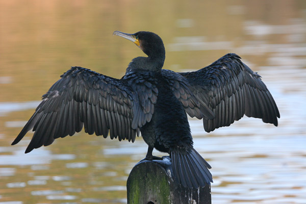 Cormorant 2005 Fraser Simpson