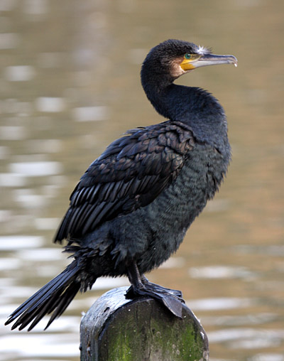 Cormorant 2005 Fraser Simpson