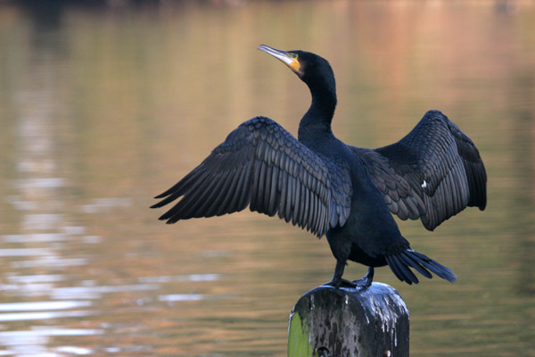 Cormorant 2005 Fraser Simpson