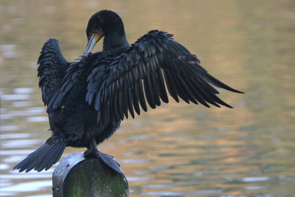 Cormorant 2005 Fraser Simpson