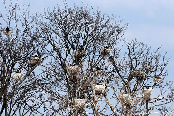 Cormorant Rookery 2006 Fraser Simpson