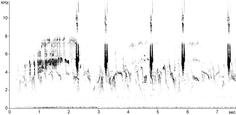 Sonogram of Corn Bunting calls