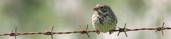 Corn Bunting ©2005 Fraser Simpson