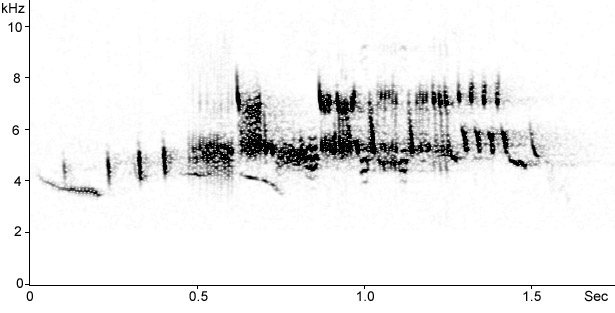 Sonogram of Corn Bunting song