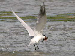 Caspian Tern (Sterna caspia)