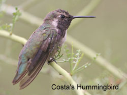Costa's Hummingbird  2006  F. S. Simpson