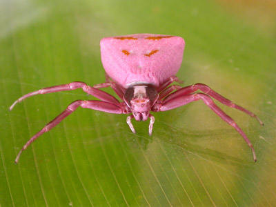 Crab Spider  2007 Fraser Simpson