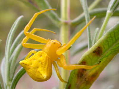 Crab Spider  2007 Fraser Simpson