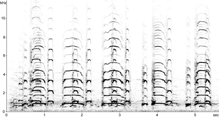 Sonogram of Eurasian Crane unison calls