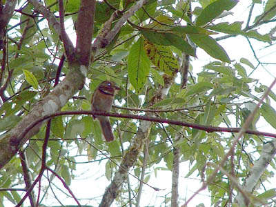 Crescent-chested Puffbird