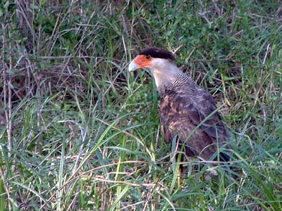 Crested Caracara