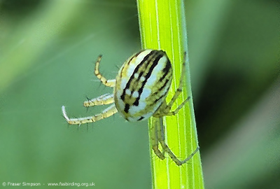 Cricket-bat Orbweaver (Mangora acalypha) � Fraser Simpson
