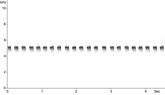 Sonogram of Bush Cricket song