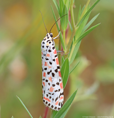 Crimson Speckled (Utetheisa pulchella)  Fraser Simpson