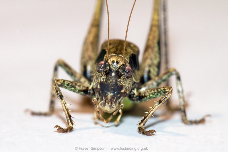 Dark Bush-cricket (Pholidoptera griseoaptera)  Fraser Simpson